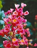 RED CHESTNUT (Bach Flower)