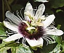 PASSIONFLOWER - Christ's Love