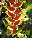 HELICONIA - Attention Seeking Issues