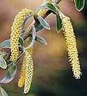 WILLOW (Bach Flower)