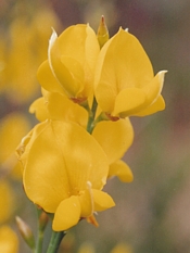 SPANISH BROOM (Sparticum junceum) (Magdalene flowers)