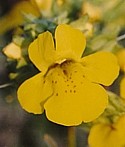 MIMULUS (Bach Flower)