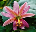 BANANA POKA - (Passionflower) - Lack of Control