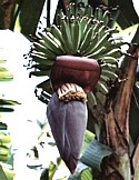 MAI'A - (Banana) - Balancing Male Sexual Energies