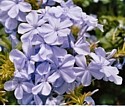 PLUMBAGO - Family Issues