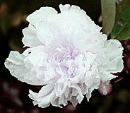 WHITE PEONY (Magdalene flowers)