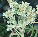 SCLERANTHUS (Bach Flower)
