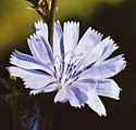 CHICORY (Bach Flower)