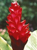 RED GINGER - Increasing Sexuality