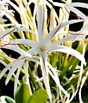 SPIDER LILY - Childhood Issues