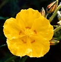 ROCK ROSE (Bach Flower)