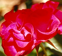 ROSE (Rosa sp.) (Magdalene flowers)