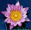 PINK WATER LILY (Day blooming) - Feeling Safe