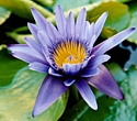 PANAMA PACIFIC WATER LILY - The Freed Mind