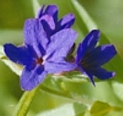 BLUE GROMWELL (Buglossoides purpurocaerulea) (Magdalene Essence)