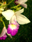 BAMBOO ORCHID - Life Purpose
