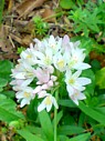 ROSY GARLIC (Allium roseum) (Magdalene Flowers)