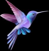 THE HUMMINGBIRD - Adapting to Higher Frequency Energies