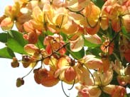 RAINBOW SHOWER TREE (Cassia x nealiae) - Rainbows