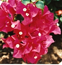 BOUGAINVILLEA - Enthusiasm