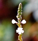 VERVAIN (Bach Flower)