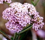 YARROW (Pink)