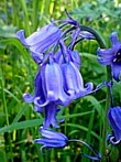 BLUEBELL