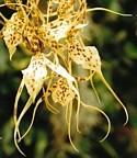 SPIDER ORCHID - Emotional Blackmail Issues