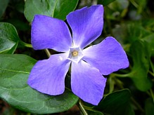 PERIWINKLE