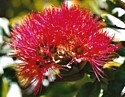 OHIA LEHUA - Facing Challenges