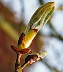 CHESTNUT BUD (Bach Flower)