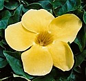 LANI ALI'I - (Alamanda) - Making the Right Decision