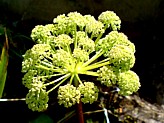 ANGELICA