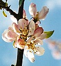 CRAB APPLE (Bach Flower)