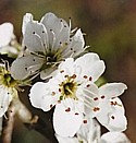 CHERRY PLUM (Bach Flower)