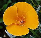 CALIFORNIA POPPY