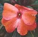 IMPATIENS (Hawaiian) - Calming Anger