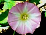 PINK BINDWEED (Convolvulus arvensis) (Magdalene flowers)