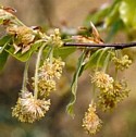 BEECH (Bach Flower)