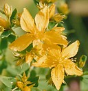 ST. JOHN'S WORT