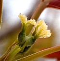 WALNUT (Bach Flower)