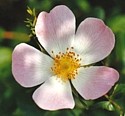 WILD ROSE (Bach Flower)