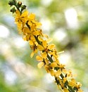 AGRIMONY (Bach Flower)