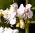 WHITE CHESTNUT (Bach Flower)